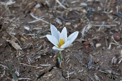 Crocus alatavicus