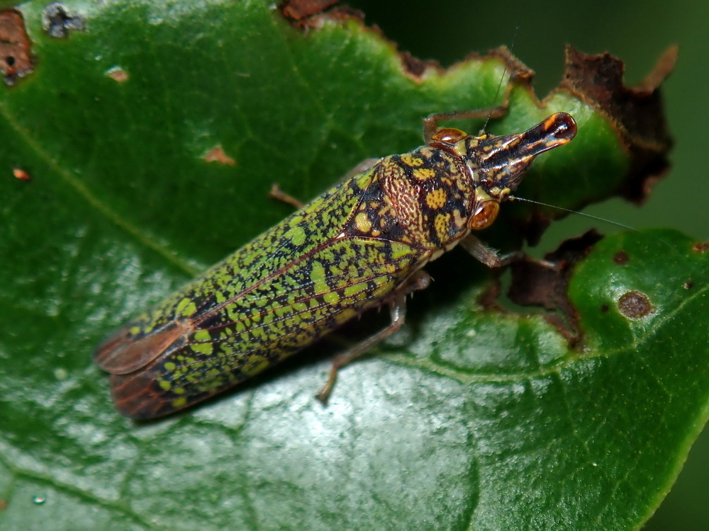 Ichthyobelus bellicosus