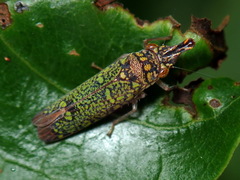 Ichthyobelus bellicosus