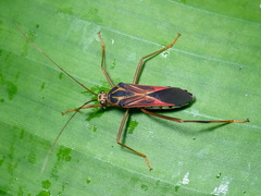 Stenoscelidea hilaris