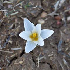 Crocus alatavicus