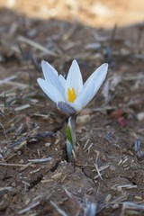 Crocus alatavicus