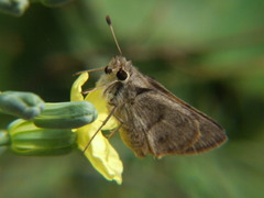 Hesperiidae