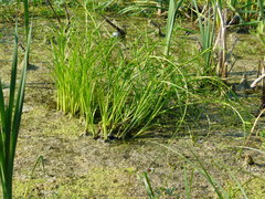 Scirpus radicans