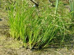 Scirpus radicans