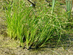 Scirpus radicans