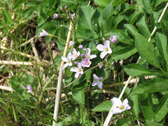 Cardamine bulbifera