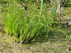 Scirpus radicans