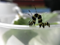 Tinolius eburneigutta