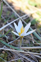 Crocus alatavicus