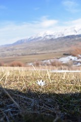 Crocus alatavicus