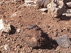 Gallotia galloti galloti