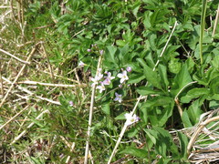 Cardamine bulbifera