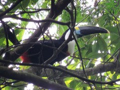 Ramphastos vitellinus