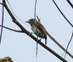 Picumnus squamulatus