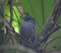 Thamnophilus punctatus