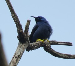 Cyanerpes caeruleus