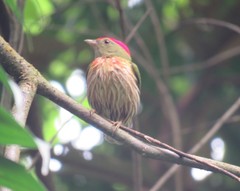 Machaeropterus striolatus