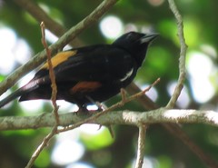 Tachyphonus surinamus