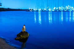 Little Penguin photo 6