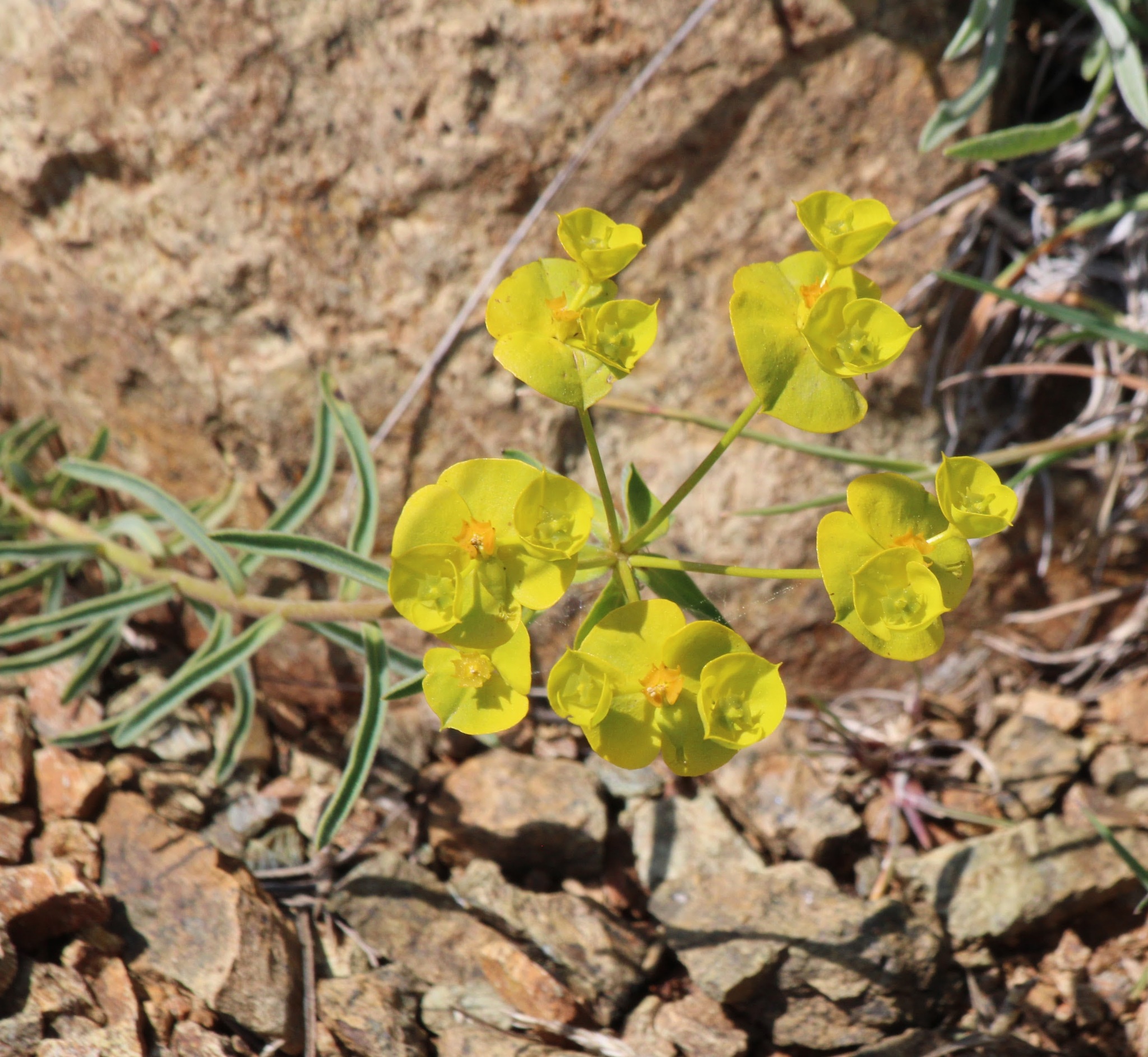 Euphorbia pisidica