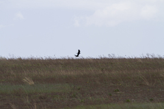 Corvus corone orientalis