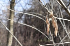 Fraxinus sogdiana