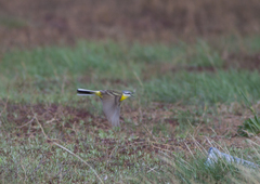 Motacilla flava beema