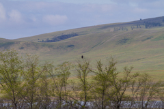 Corvus corone orientalis