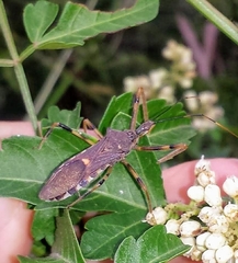 Zelus janus