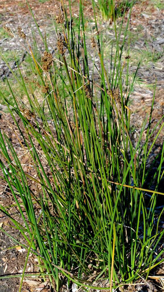 rushes from Surf Coast - West, Victoria, Australia on September 3, 2023 ...