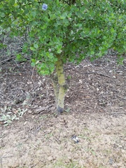 Ceanothus impressus nipomensis