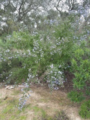Ceanothus impressus nipomensis