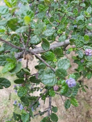 Ceanothus impressus nipomensis