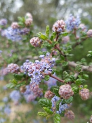 Ceanothus impressus nipomensis