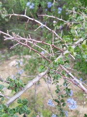 Ceanothus impressus nipomensis