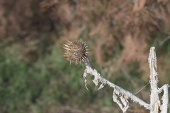 Onopordum leptolepis