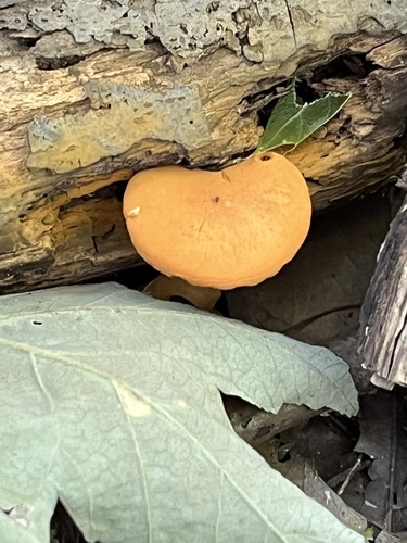 Gymnopilus subdryophilus
