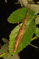 Asceles margaritatus