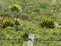 Aloe broomii