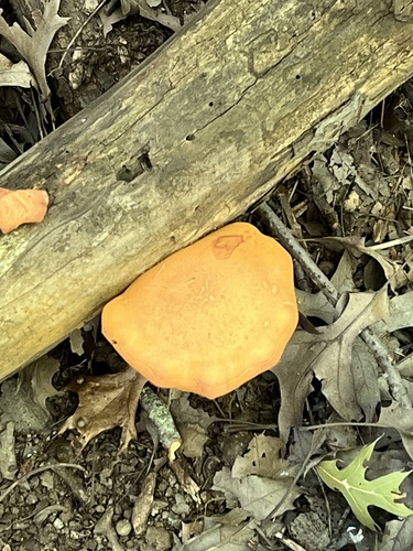 Gymnopilus subdryophilus (Photo 2 of 6)