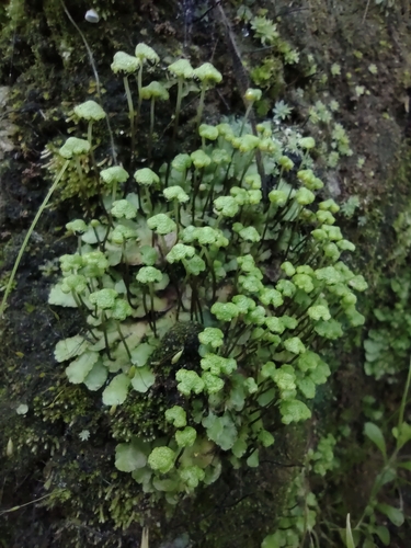 Asterella chilensis