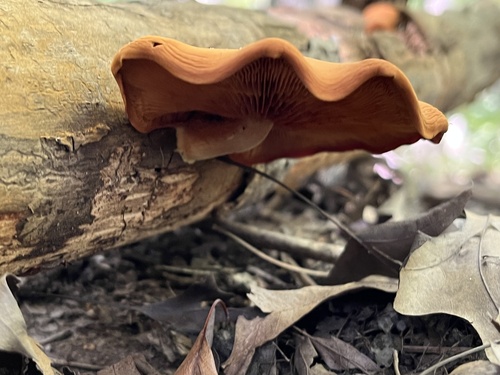 Gymnopilus subdryophilus (Photo 3 of 6)