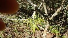 Aesculus glabra arguta