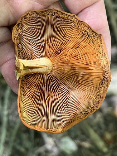 Gymnopilus subdryophilus (Photo 5 of 6)