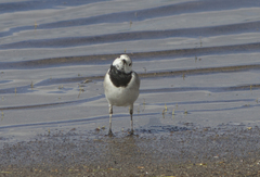 Motacilla alba baicalensis