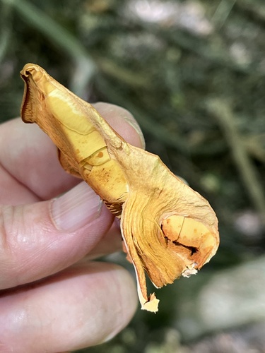 Gymnopilus subdryophilus (Photo 6 of 6)