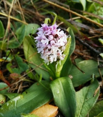 Neotinea conica