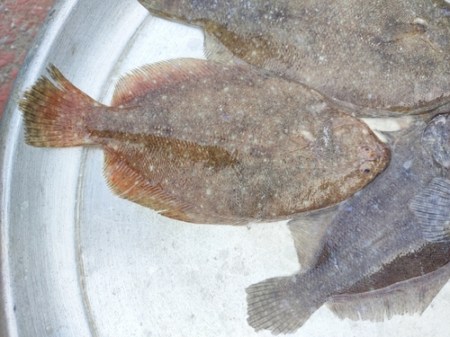 Dab (Pseudorhombus javanicus) — Paralichthyidae — 3