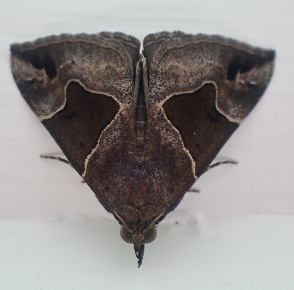 Flowing-lined Snout